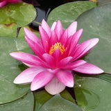 Charles de Meurville - Water lily (Nymphaea Charles de Meurville)