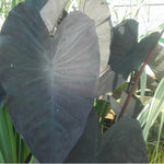 Elephant Ear (Colocasia rubra Black Magic)