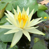 Colonel A J Welch Yellow Waterlily - Plants for Ponds (side)