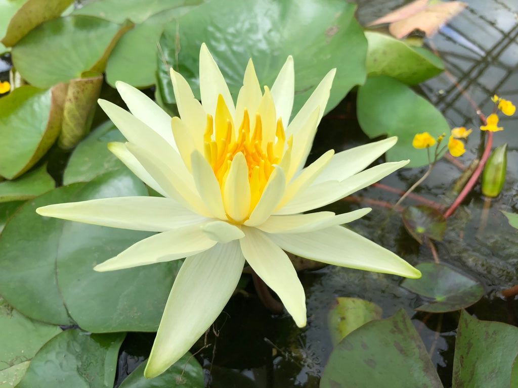 Colonel A J Welch Yellow Waterlily - Plants for Ponds (side)