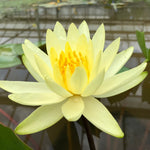 Colonel A J Welch Yellow Water lily - Plants for Ponds (top)