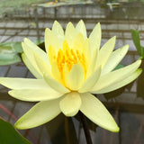 Colonel A J Welch Yellow Water lily - Plants for Ponds (top)