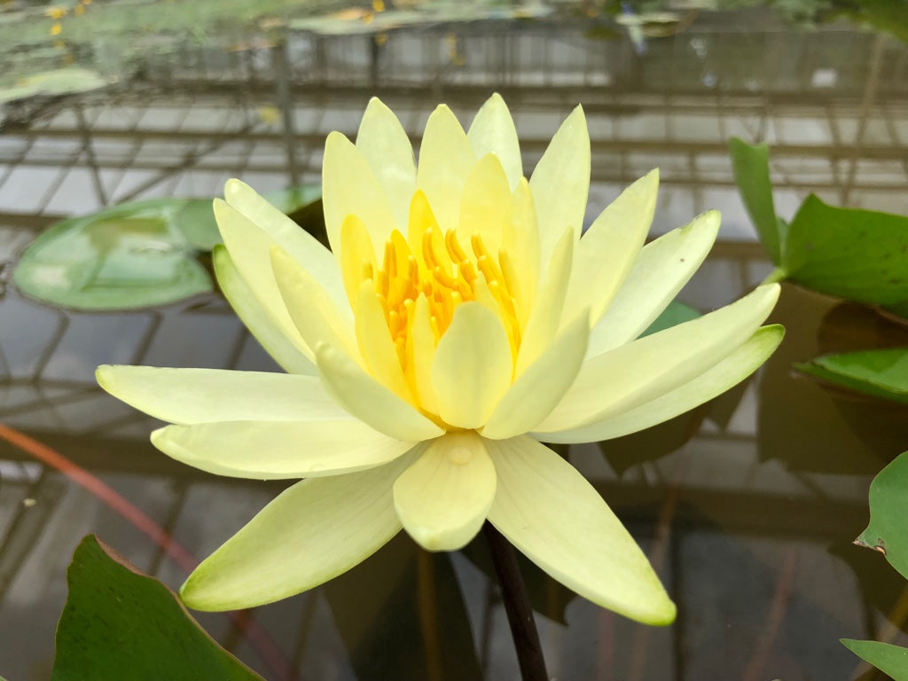 Colonel A J Welch Yellow Water lily - Plants for Ponds (top)