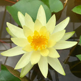 Colonel A J Welch Yellow Waterlily - Plants for Ponds (top)