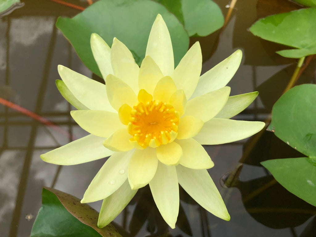 Colonel A J Welch Yellow Waterlily - Plants for Ponds (top)