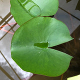 Colonel A J Welch Yellow Water lily leaves pad - Plants for Ponds (top)