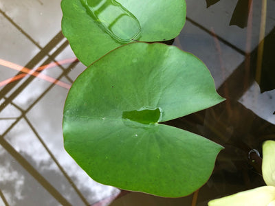 Colonel A J Welch Yellow Water lily leaves pad - Plants for Ponds (top)