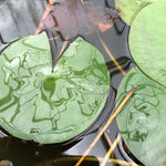 Colorado Changeable Waterlily leaf pad - Plants for Ponds (top)