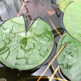Colorado Changeable Waterlily leaf pad - Plants for Ponds (top)
