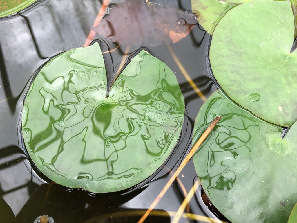 Colorado Changeable Waterlily leaf pad - Plants for Ponds (top)
