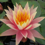 Colorado Changeable - Water lily (Nymphaea Colorado)