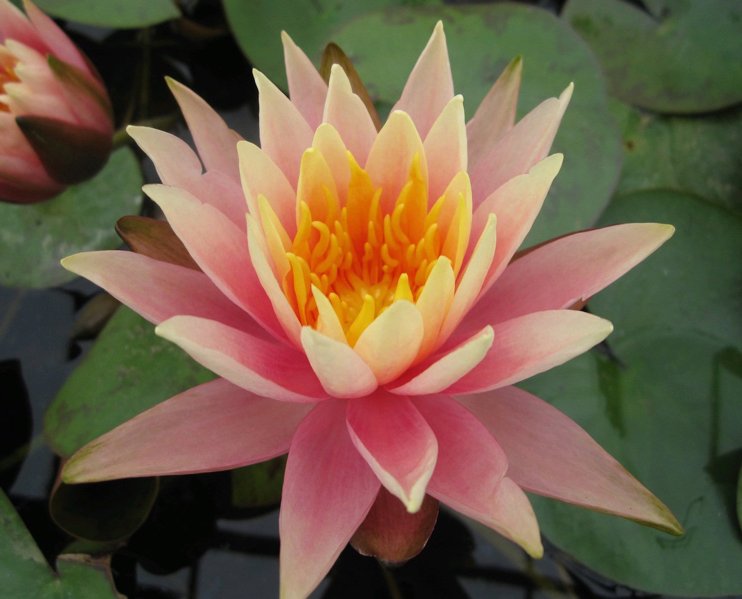 Colorado Changeable - Water lily (Nymphaea Colorado)