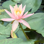 Colorado Changeable Water lily - Plants for Ponds (side)