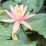 Colorado Changeable Water lily - Plants for Ponds (side)