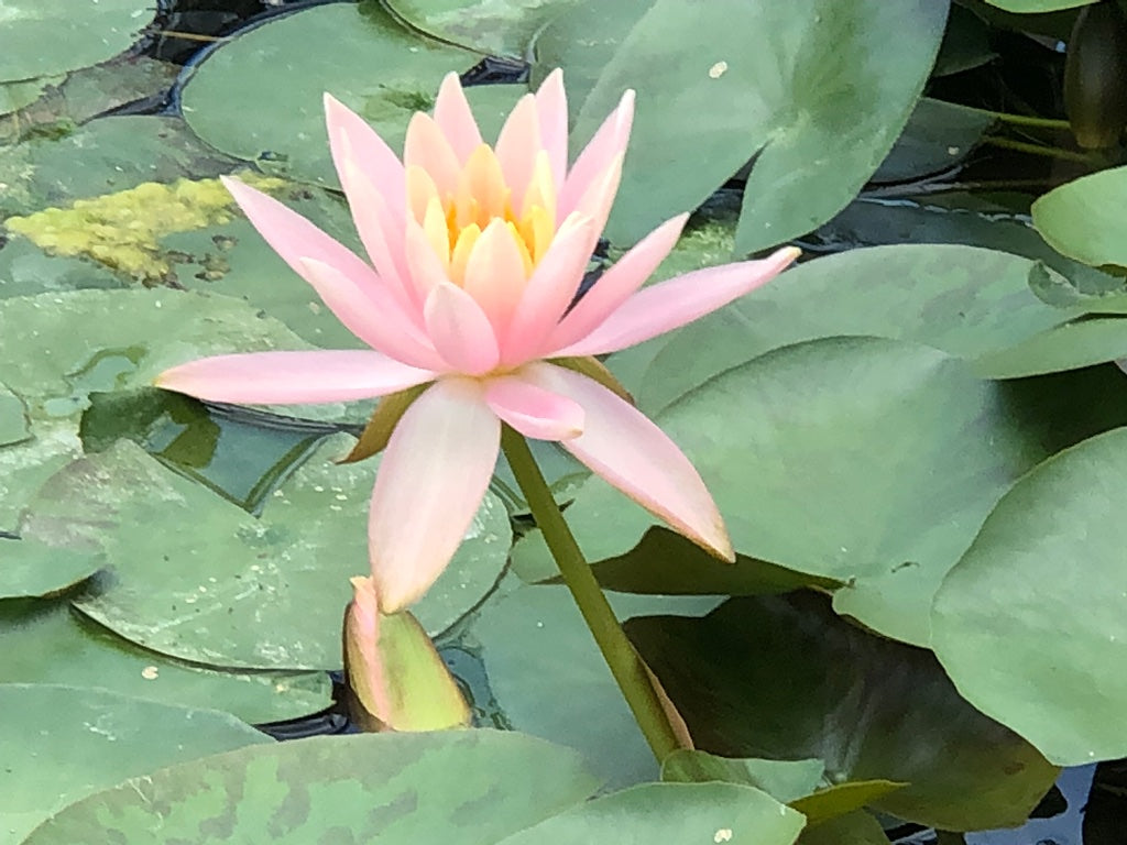 Colorado Changeable Water lily - Plants for Ponds (side)