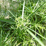 Umbrella Palm (Cyperus alternifolius)