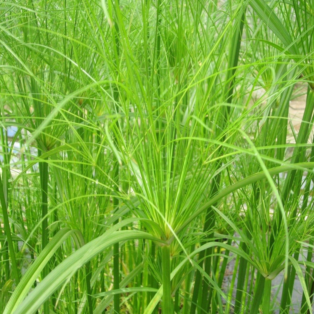 Egyptian Paper Rush (Cyperus papyrus)