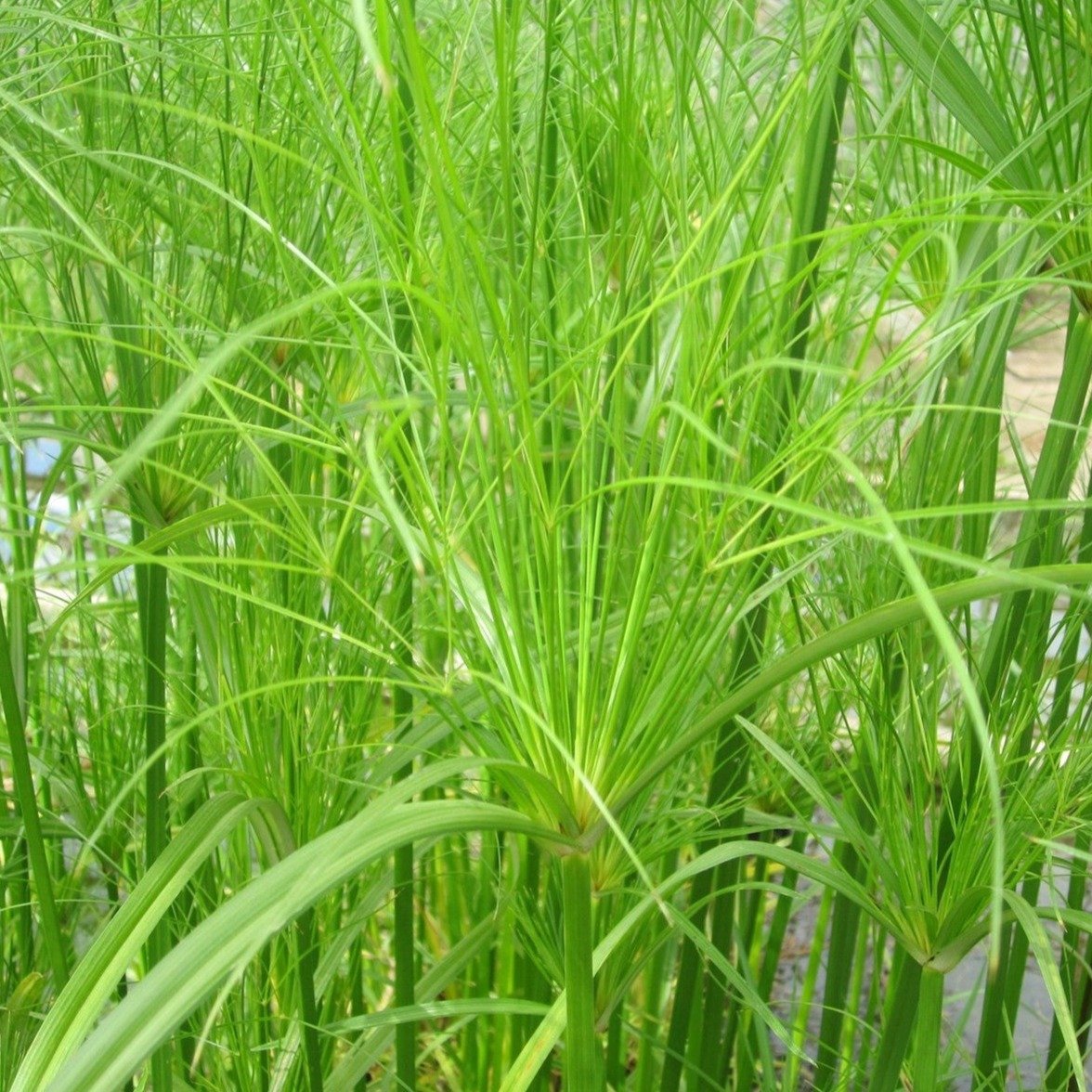 Egyptian Paper Rush (Cyperus papyrus)