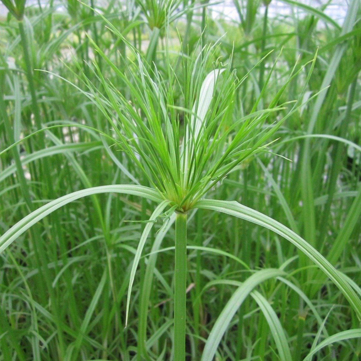Egyptian Paper Rush (Cyperus papyrus)