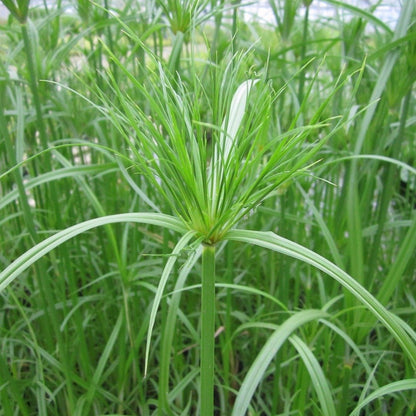 Egyptian Paper Rush (Cyperus papyrus)