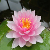 Darwin - Water lily (Nymphaea Darwin)
