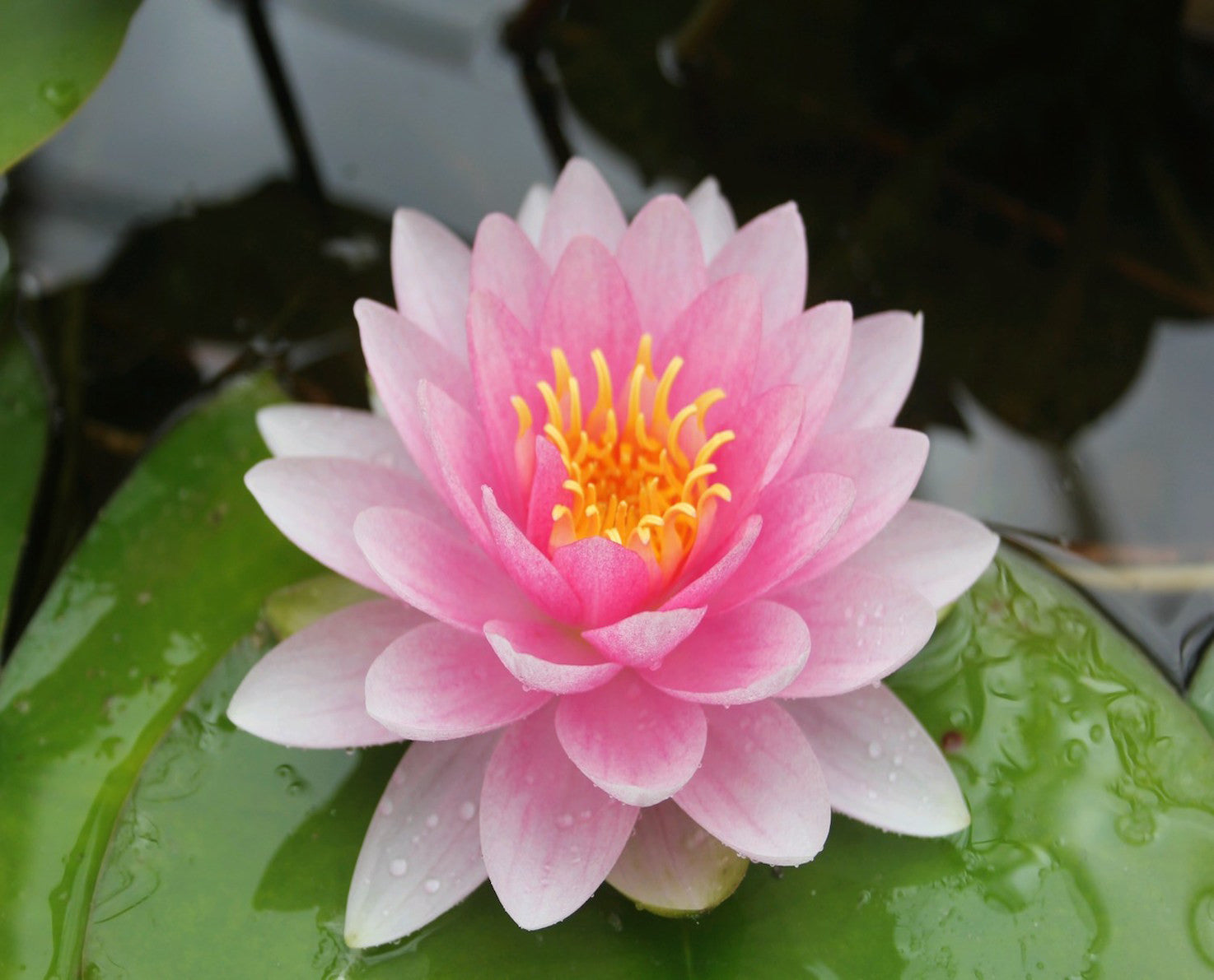 Darwin - Water lily (Nymphaea Darwin)