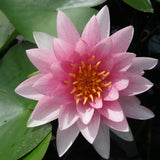 Darwin - Water lily (Nymphaea Darwin)