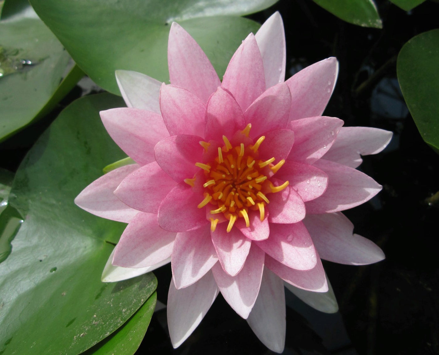 Darwin - Water lily (Nymphaea Darwin)