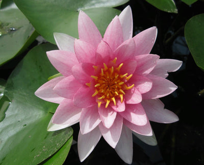 Darwin - Water lily (Nymphaea Darwin)