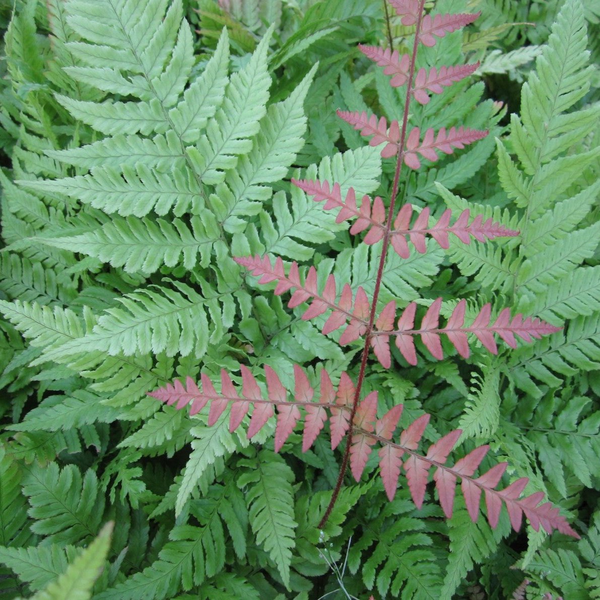 Japanese Wood Fern (Dryopteris erythrosora)