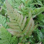 Japanese Wood Fern (Dryopteris erythrosora)