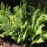 Male Fern | Dryopteris filix mas