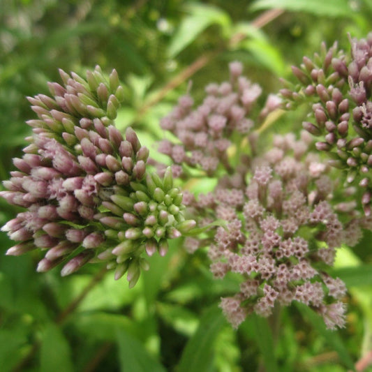 Hemp or Dutch Agrimony (Eupatorium cannabinum)