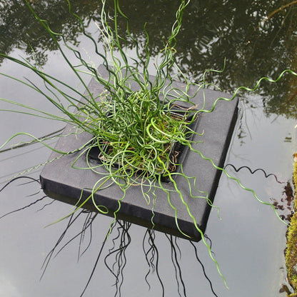 Floating Baskets for Pond Plants - 25cm and 35cm