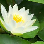 Gladstoniana White Waterlily - Plants for Ponds (side)
