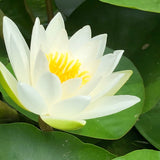 Gladstoniana White Waterlily - Plants for Ponds (side)