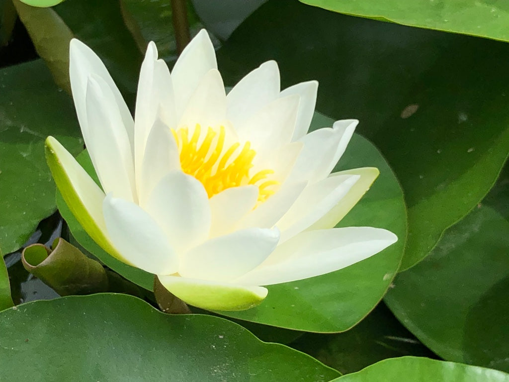 Gladstoniana White Waterlily - Plants for Ponds (side)