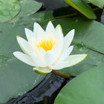 Gladstoniana White Waterlily - Plants for Ponds (side)