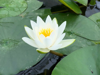 Gladstoniana White Waterlily - Plants for Ponds (side)