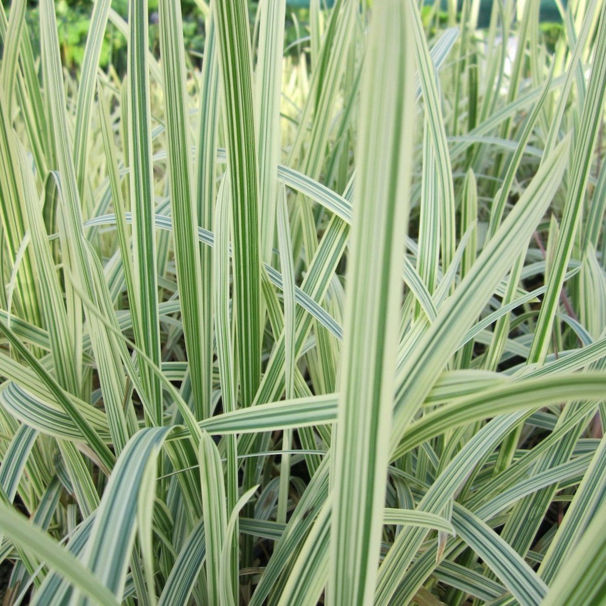 Variegated Reed Sweet Grass (Glyceria maxima variegata)