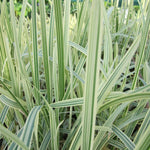 Variegated Reed Sweet Grass (Glyceria maxima variegata)