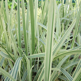 Variegated Reed Sweet Grass (Glyceria maxima variegata)