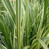 Variegated Reed Sweet Grass (Glyceria maxima variegata)