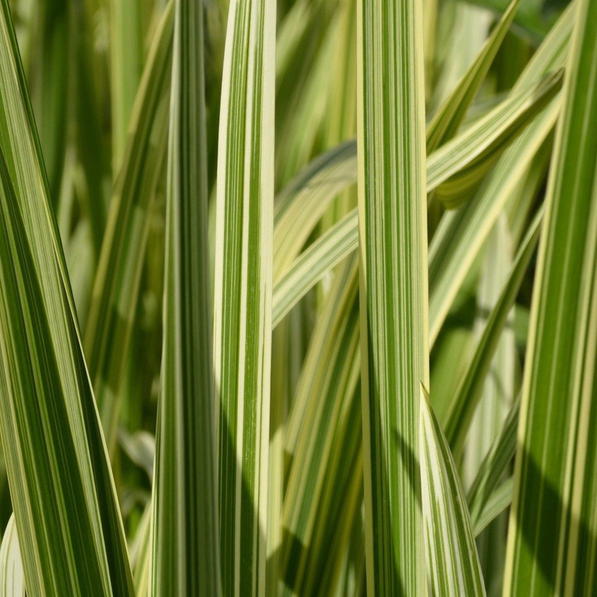 Variegated Reed Sweet Grass (Glyceria maxima variegata)