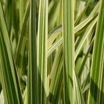 Variegated Reed Sweet Grass (Glyceria maxima variegata)