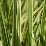 Variegated Reed Sweet Grass (Glyceria maxima variegata)