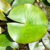 Gonnere White Water lily leaf pad - Plants for Ponds 