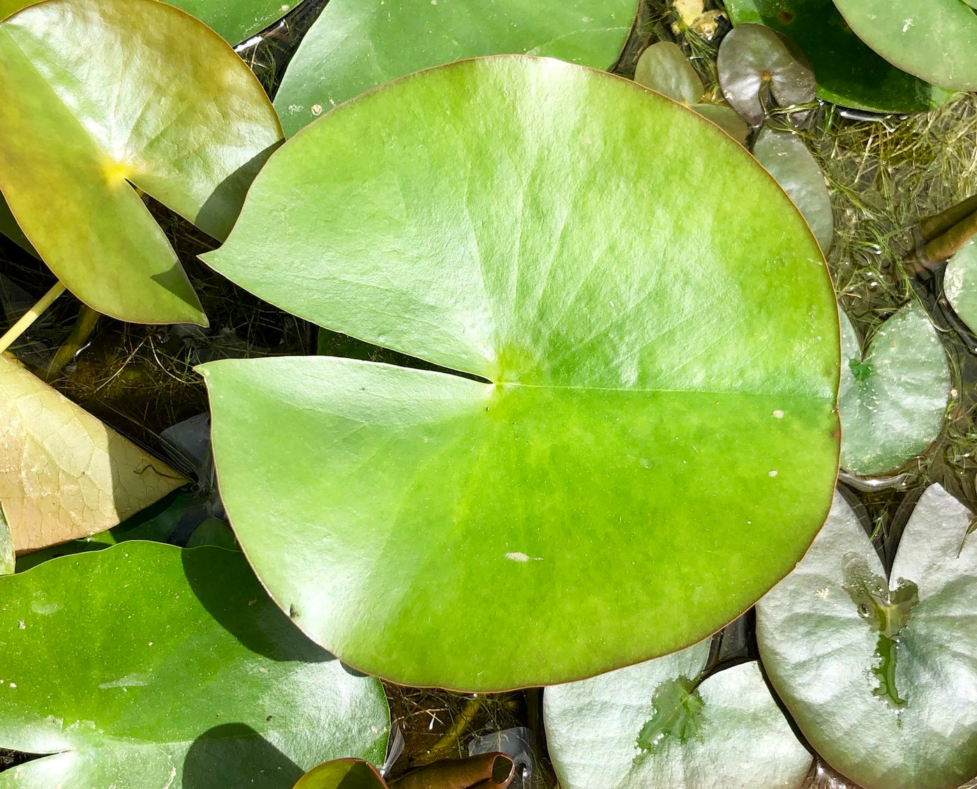Gonnere White Water lily leaf pad - Plants for Ponds 
