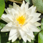 Gonnere White Water lily - Plants for Ponds 