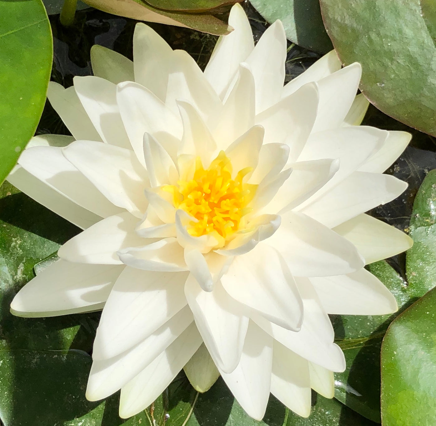 Gonnere White Water lily - Plants for Ponds 